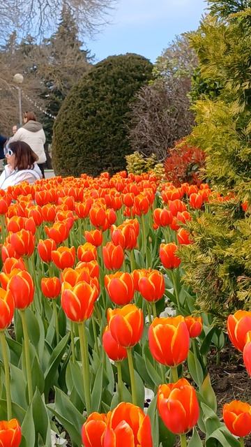 Бал тюльпанов!