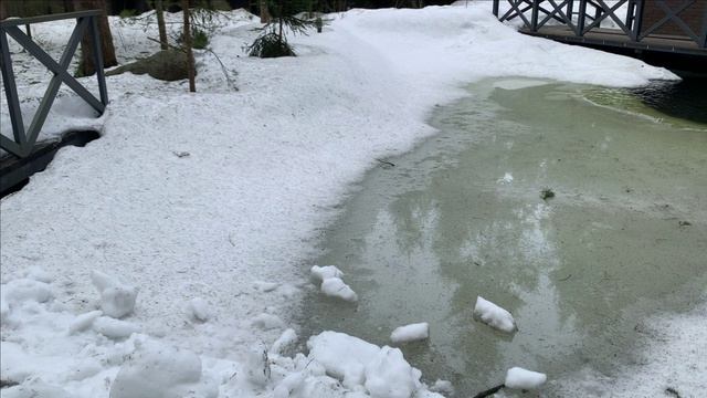 Сложности в приобретении рыбы для своего пруда.Осетровые.Личный опыт