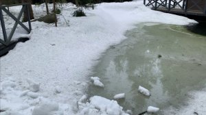 Сложности в приобретении рыбы для своего пруда.Осетровые.Личный опыт