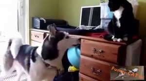 Cats and Dogs Meeting Each other For The  First Time 2026