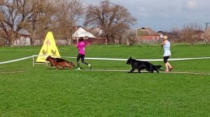 ЮНИОРЫ КОБЕЛИ ДШ / КЧК КРАСНОДАР 28 марта`26 З.Данильченко Моно немецких овчаро