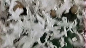 Анонс в титрах, рекламные блоки и анонсы (СТС, 09.2009)