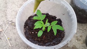 Первая ПОДКОРМКА РАССАДЫ ТОМАТОВ. Чем и как подкормить рассаду весной - проверенные средства