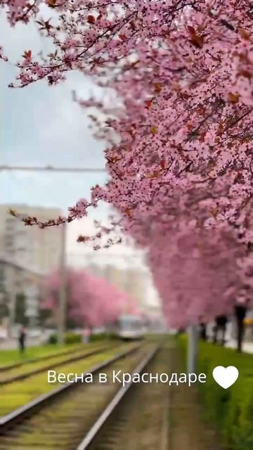 Весна в Краснодаре🌸
