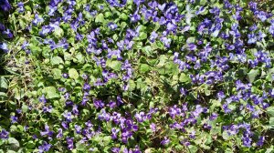 Шальной СП "Календарь" отчет марта