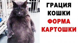 Грация кошки, форма картошки) Приколы