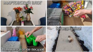Мартовский влог. Начинается сезон посадок. Вот ведь гулёна 😼