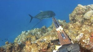 Подводная охота / Рыба-косатка, исе-лобстер, вкусная рыба и моллюски