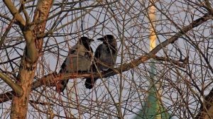 ТАРО ПРОГНОЗ НА АПРЕЛЬ МЕСЯЦ ДЛЯ ПРЕДСТАВИТЕЛЕЙ ЗНАКА ЗОДИАКА ВЕСЫ. НАДЁЖНОЕ ТАРО