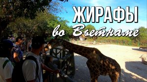 Где увидеть жирафов во Вьетнаме? Зоопарк на острове Vinpearl (VinWonders)