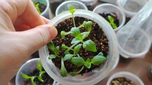 Обзор мартовской рассады