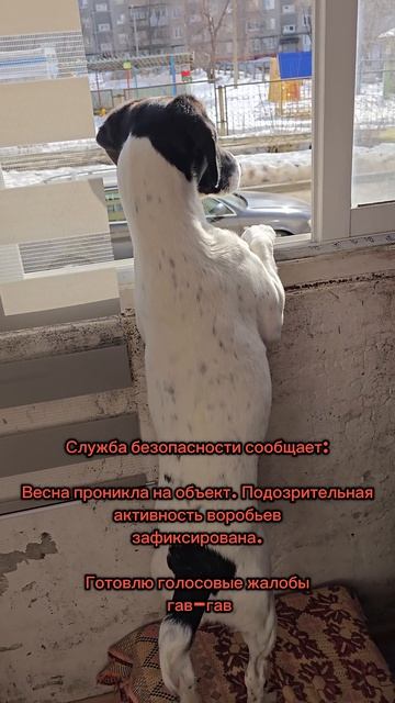 веснассобачкой #собачьибудни #окновесна #гавгав #собакаждет #весеннеенастроение