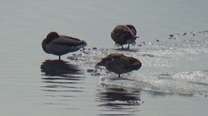 Камышин 29 мар 2026 Ледоход на Волге