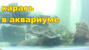 Речной карась в аквариуме живет дома поймал накормил отпустил