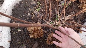 Обрезка гортензий, метельчатые и древовидная.