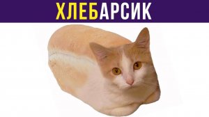 ХЛЕБАРСИК))) Приколы с котами