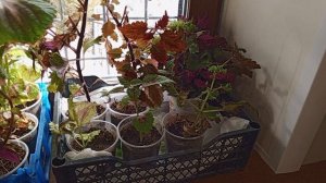 и кормили белок и огород ростим