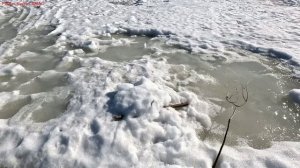 Жерлицы проверка. 39 день.