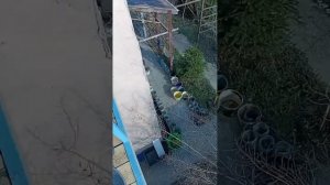 В саду Универсолис встреча у пирамиды. Алла Сидельникова, Одесса. Мир Универсологии