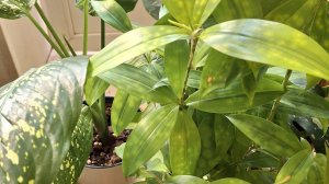 29-03-2026 Цветы переезжают на балкон