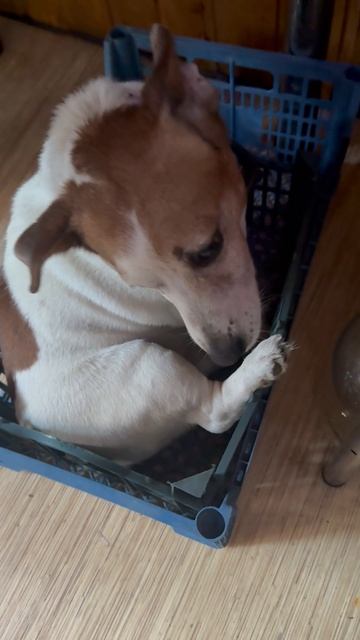 Нолик очень хочет на дачу