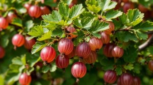 Крыжовник будет крупным и сладким, если сделать это в апреле! 7 рецептов