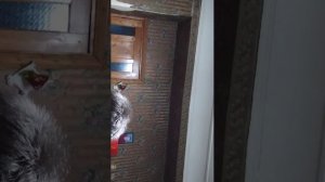 Школа и разборки? +новерно шампуни книгочтение