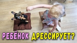 Может ли ребёнок дрессировать той терьера? Или что еда с собакой делает