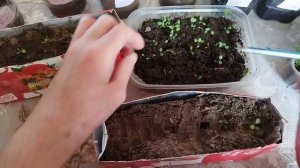 Работа с рассадой продолжается. Очень красивые многолетние и однолетние цветы