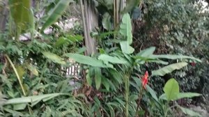 Веерные пальмы!