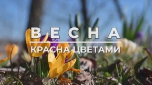 3.3. Анимация титров и заголовков