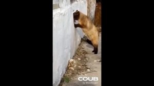 BEST2026 CUBE ЗАСМЕЯЛСЯ - ПОДПИСАЛСЯ! ЛУЧШИЕ ПРИКОЛЫ ДО СЛЕЗ ТЕСТ НА ПСИХИКУ УГАР!