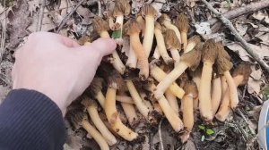 Открытие грибного сезона 2026