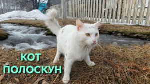 Смешные животные Кот-полоскун Кот который не боится воды