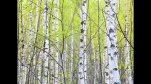 30 марта - Алексей Теплый. Традиции и народные приметы