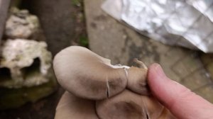 Пошли грибы 29 марта 2026 год