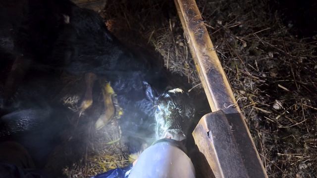 Ферма Чаринский 6 серия, пополнение на ферме, отел у коров. Родились Филипп и Мадонна.