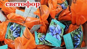 Магазин Светофор.Много новинок.Опять море разных растений.Цены удивляют