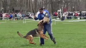 3 Отл. Баларис ЧУДЬ +++ №43. КРАСНОДАР 28 марта`26 Моно немецких овчарок