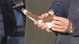 Ярмарка голубей. Рязань 22 марта 2026 года фильм2