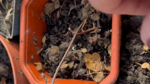 Первая поездка на дачу после снежной зимы