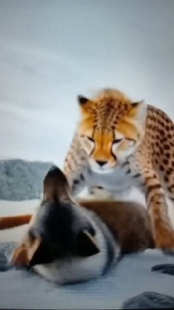 Схватка Гепарда с ВолкодавомShorts