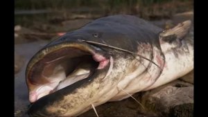 Ловля сома на вибро-квок