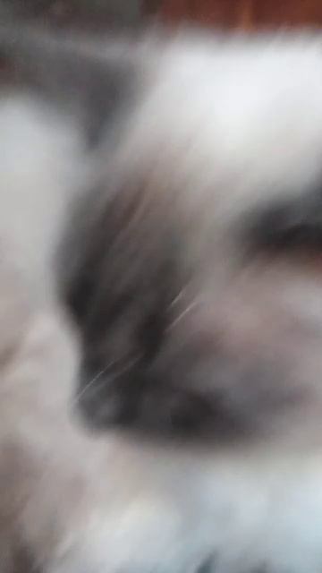 кот пушок на трансляции