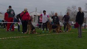 РАБОЧИЙ КОБЕЛИ / КЧК КРАСНОДАР 28 марта`26 З.Данильченко Моно немецких овчарок