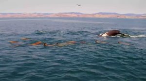 МЕЛОДИИ, КОТОРЫЕ УСПОКОЯТ И ПОМОГУТ РАССЛАБИТЬСЯ