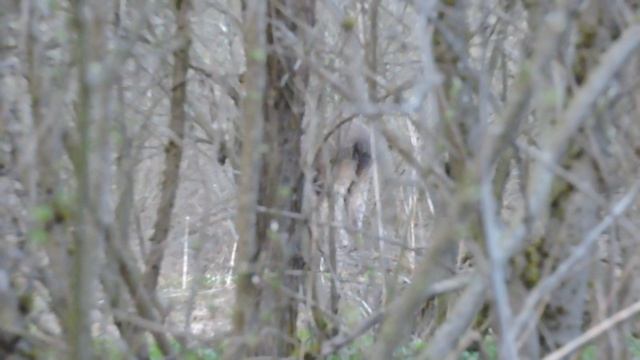 DSCN7975Встреча на вечерней тяге.Лось.