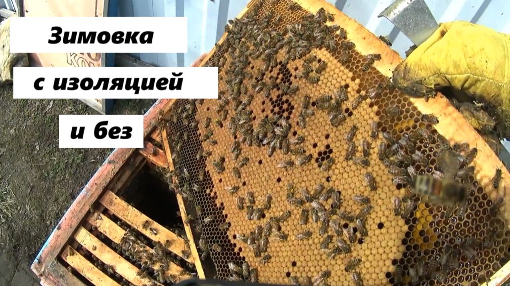 Сравнение зимовки пчёл с изоляцией в зиму и без таковой.