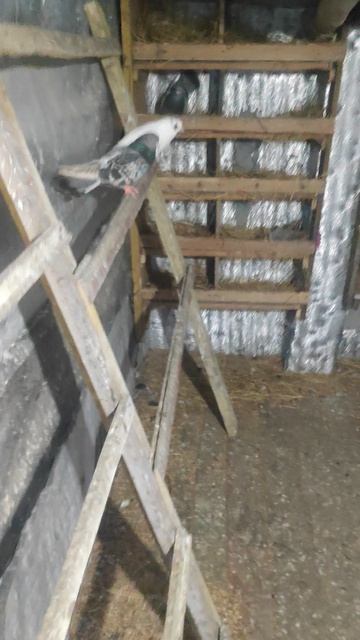 VID_20260329_170948.mp4