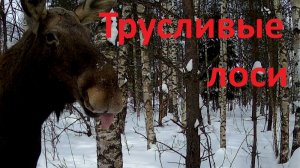 Наступает весна. Иду в лес. Пожалел, что не надел снегоступы. Коптер, фотоловушка, лоси.